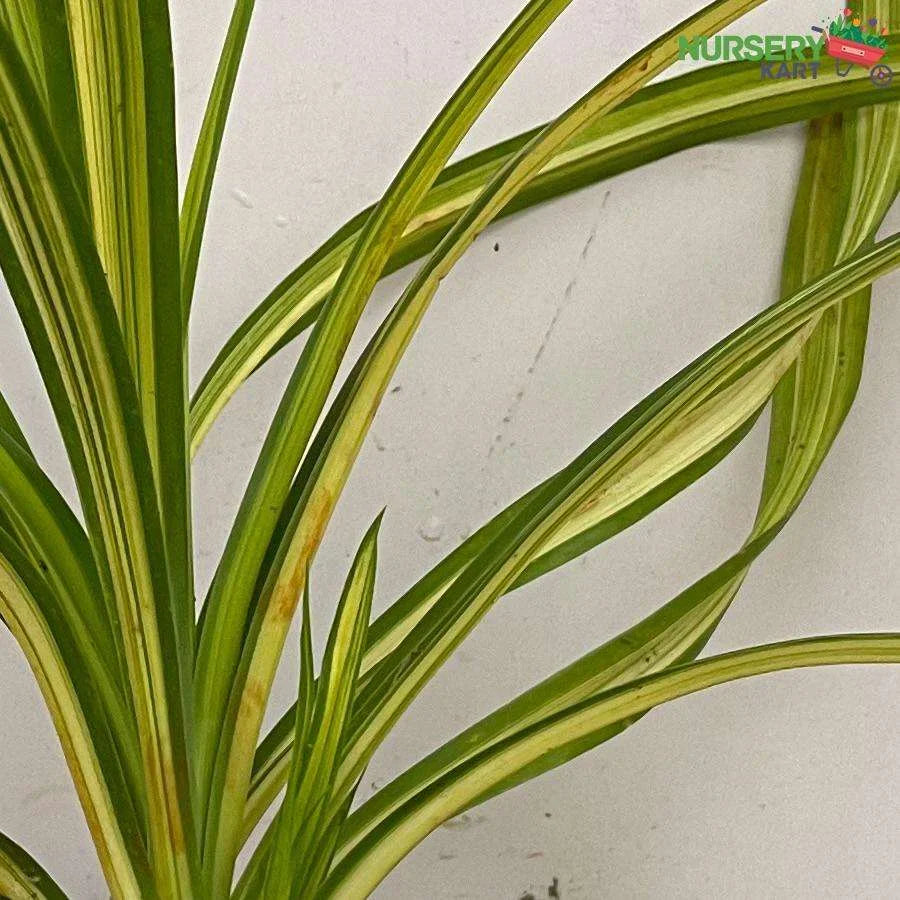 Pandanus Variegated Golden Plant