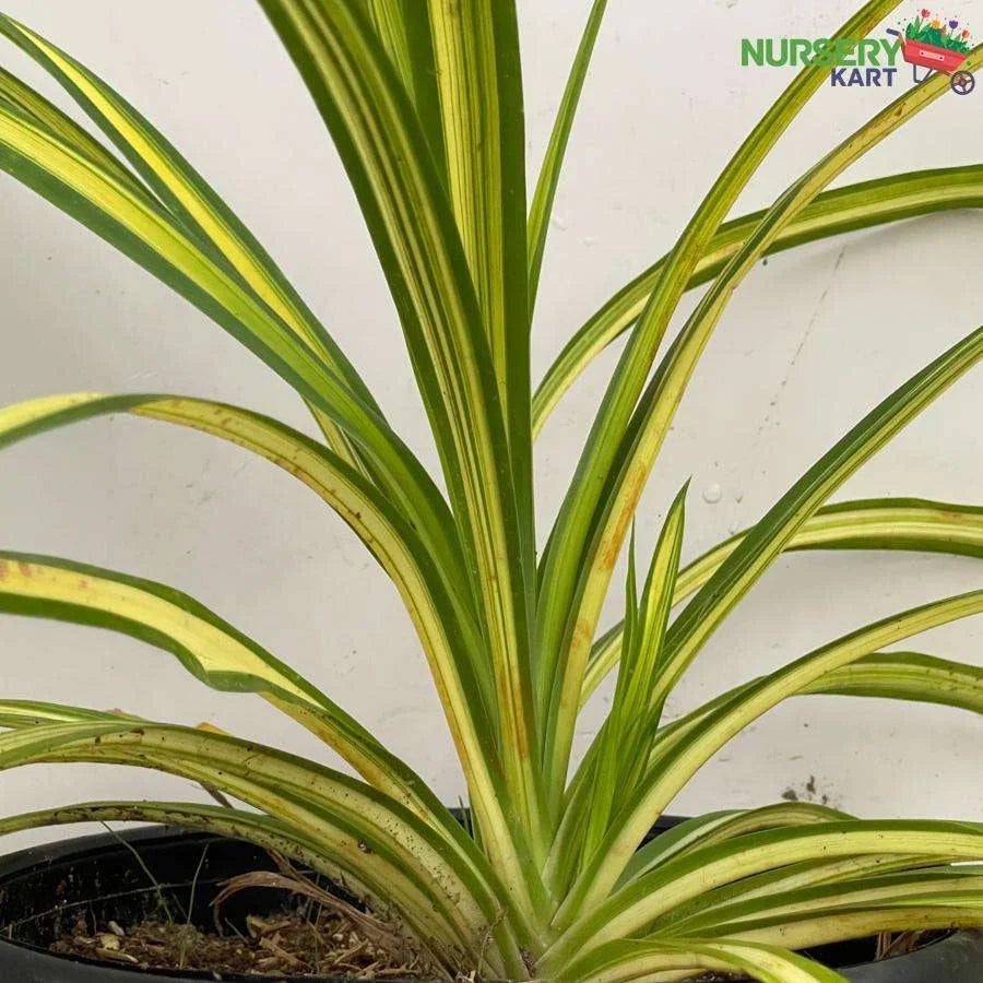 Pandanus Variegated Golden Plant