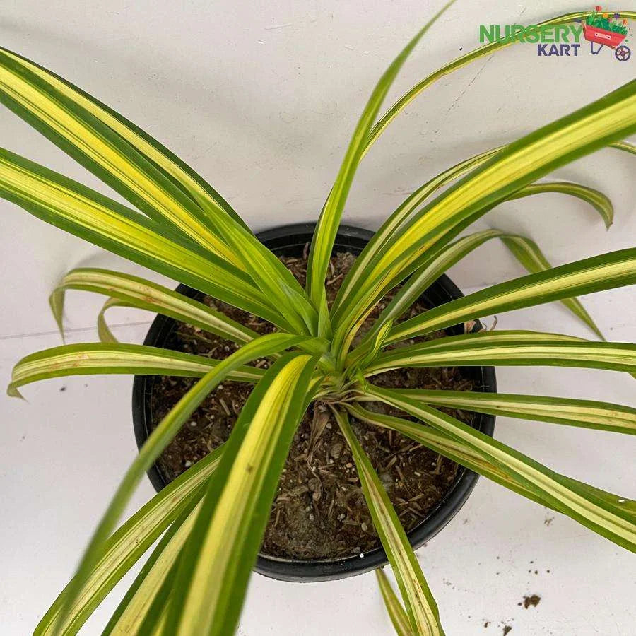 Pandanus Variegated Golden Plant