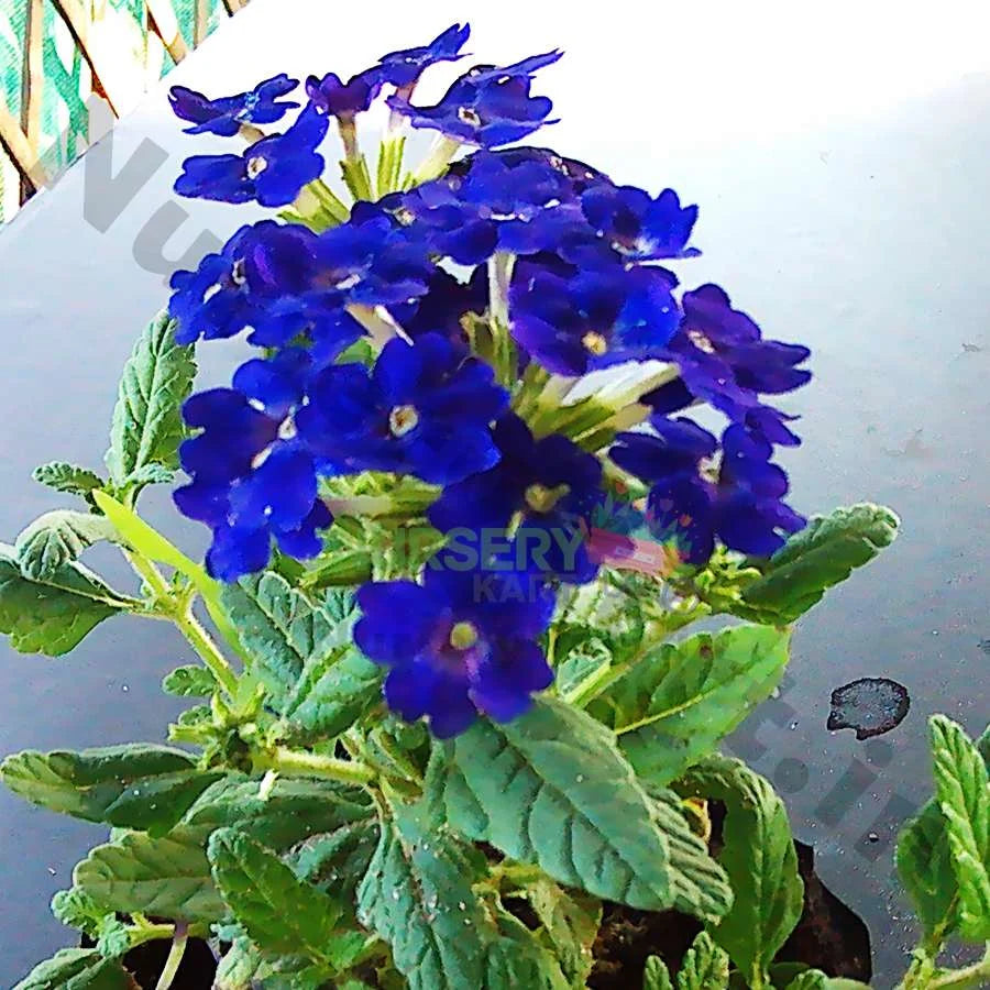 Pansy Flower Plant