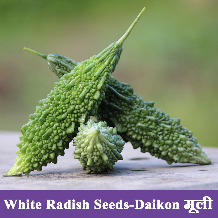 Bitter Gourd Small Seeds (करेला)