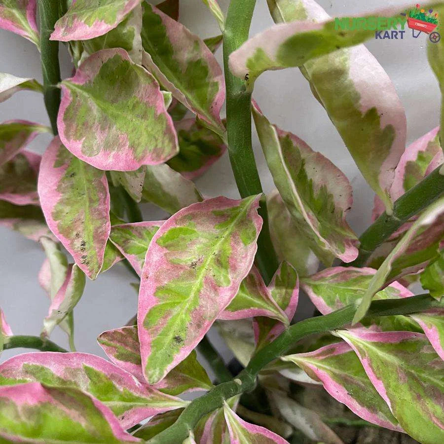 Pedilanthus Variegated Plant - Pedilanthus Tithymaloides Variegata Plant