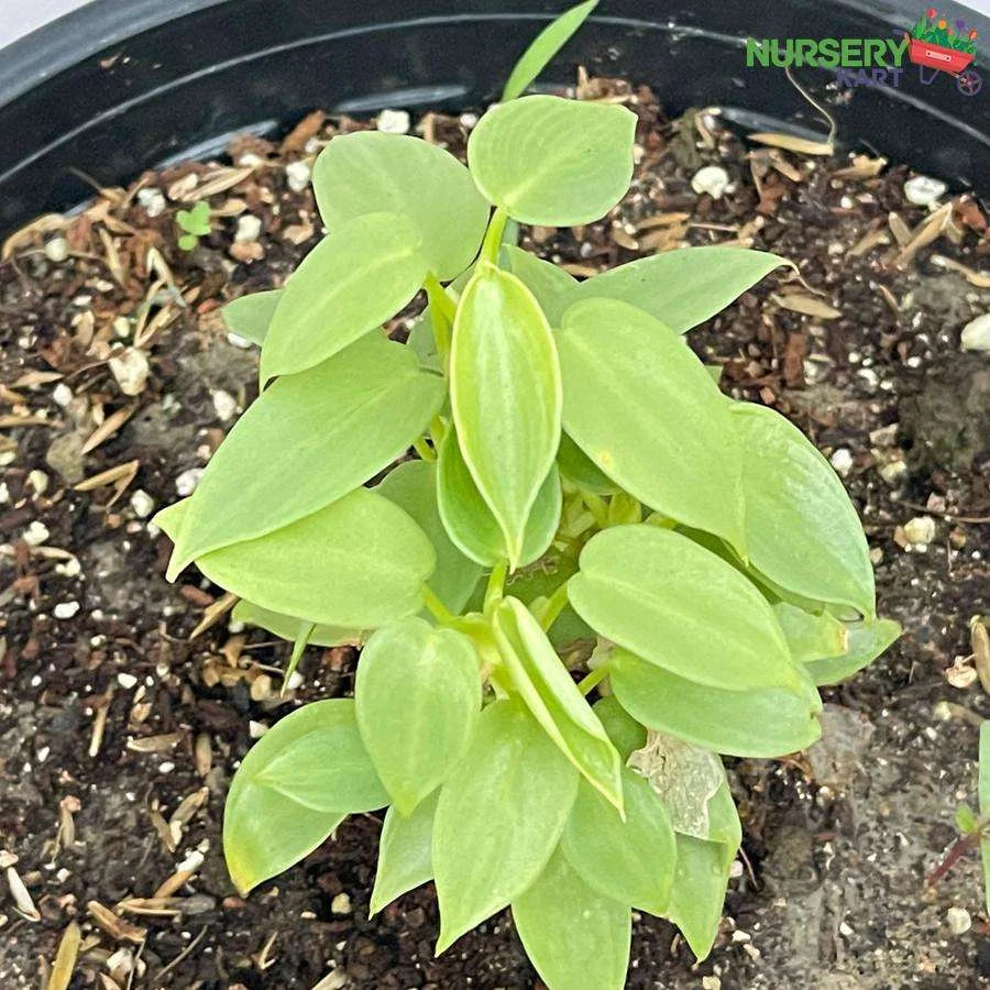 Peperomia Silver Mini Plant