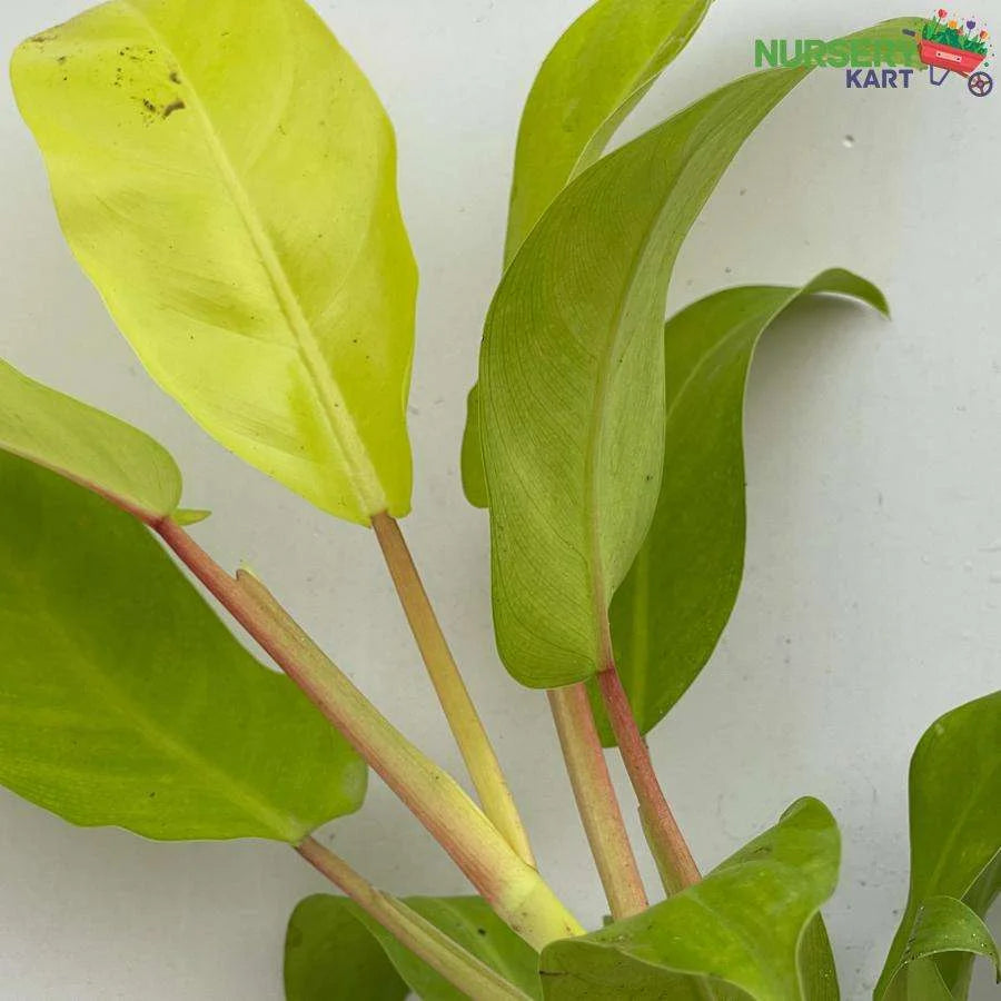 Philodendron Ceylon Golden Plant