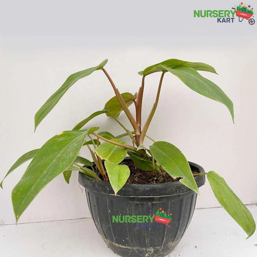 Philodendron Erubescens Plant