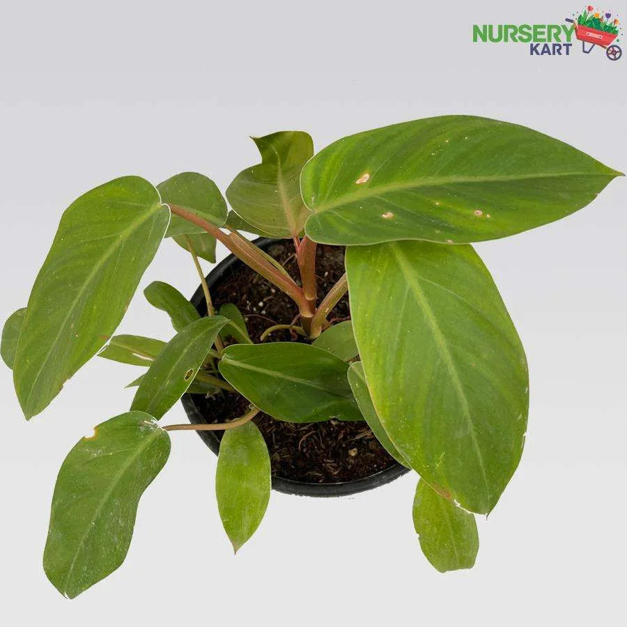 Philodendron Erubescens Plant