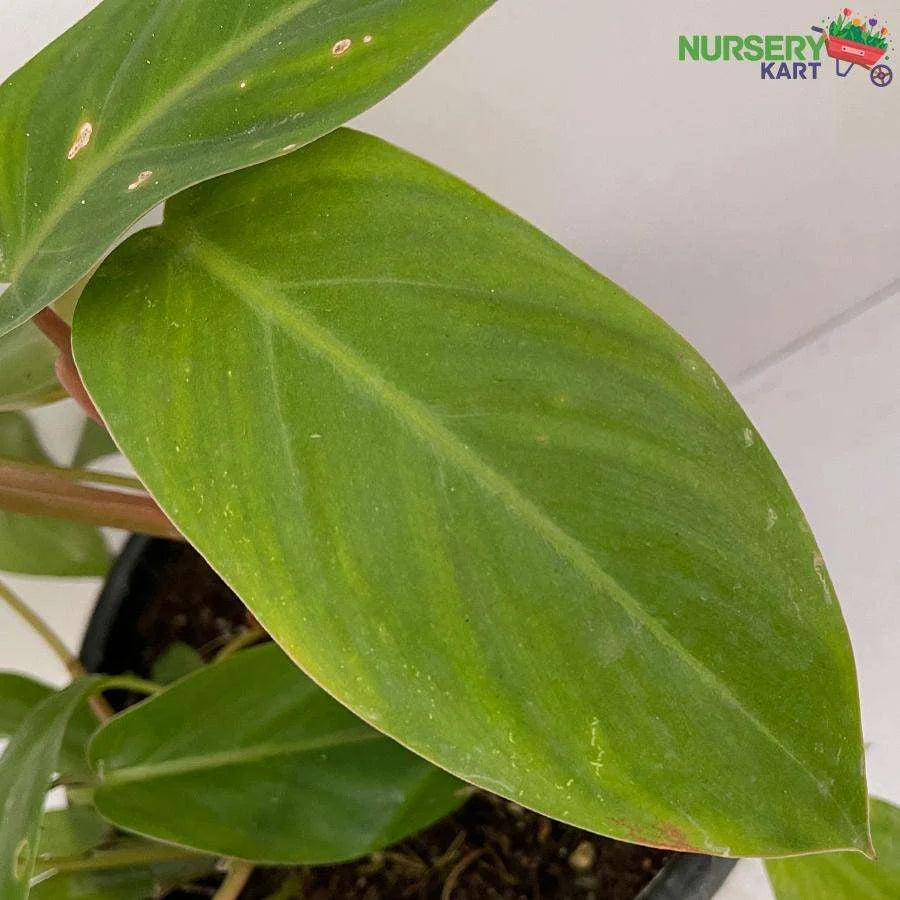 Philodendron Erubescens Plant