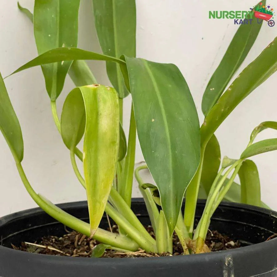 Philodendron Martianum Plant