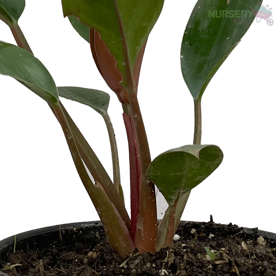 Philodendron Prince Of Orange Plant