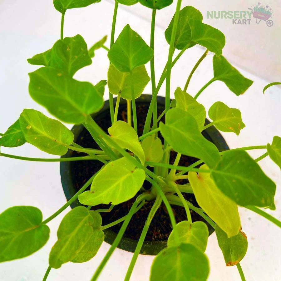 Green Philodendron Xanadu Plant