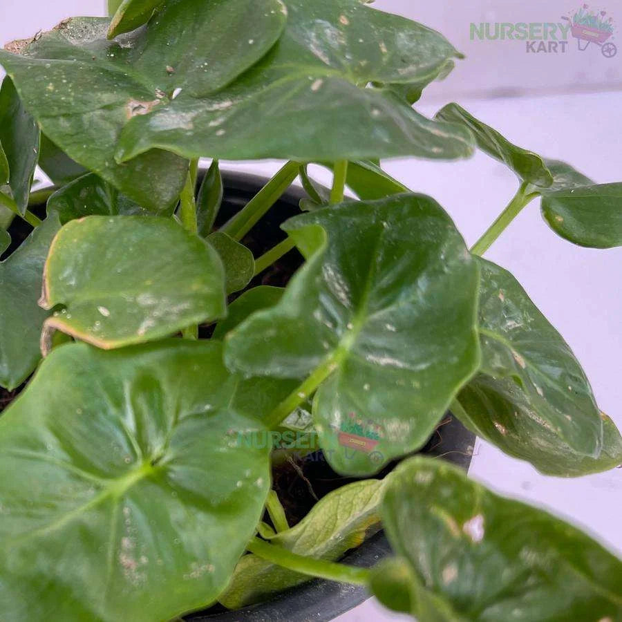 Philodendron Rugosum Plant