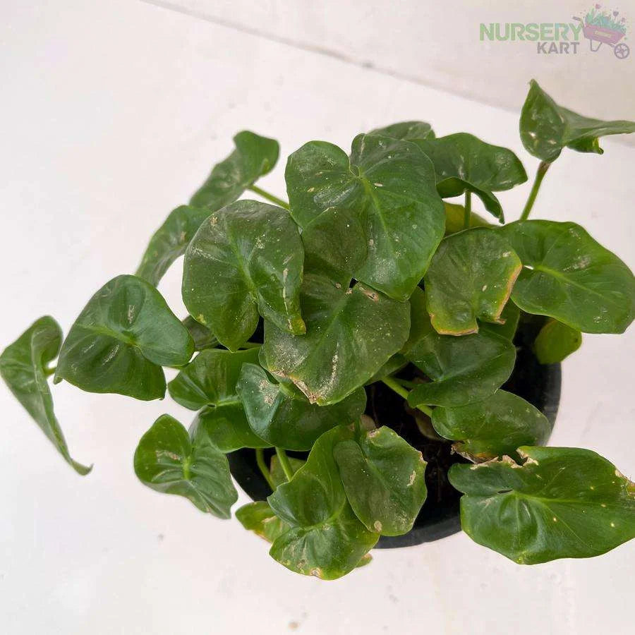 Philodendron Rugosum Plant