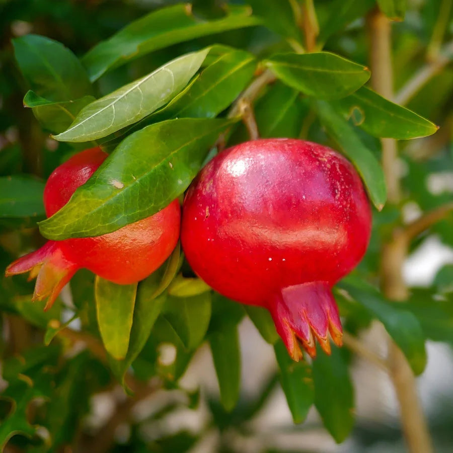 Pomegranate Plant, Annar, Anar Plant