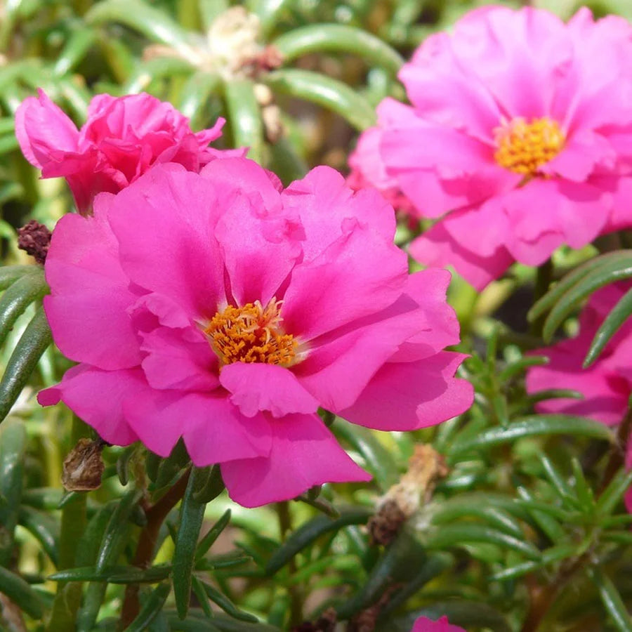 Portulaca Plant