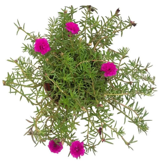 Portulaca Plant