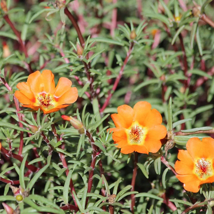 Portulaca Plant