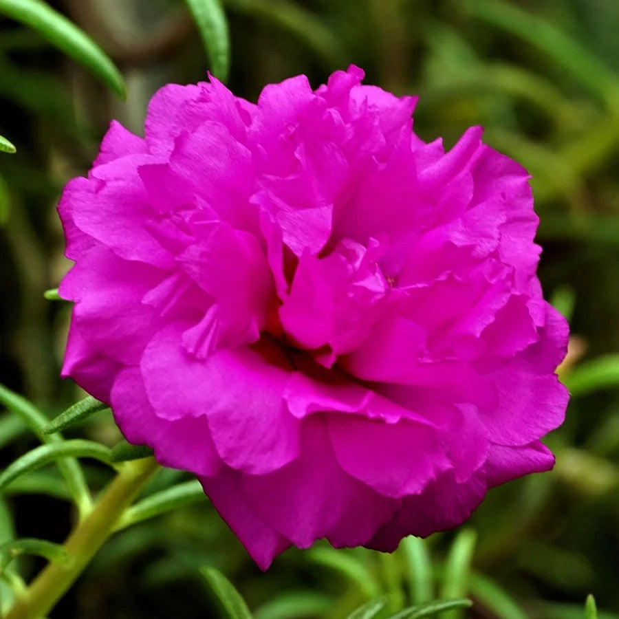 Portulaca Plant