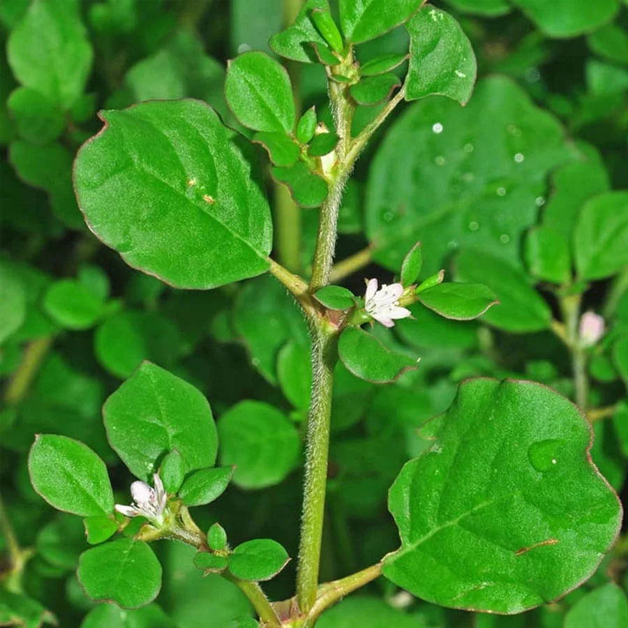 Punarnava Plant, Tamilama / Beshakapore Live Plant