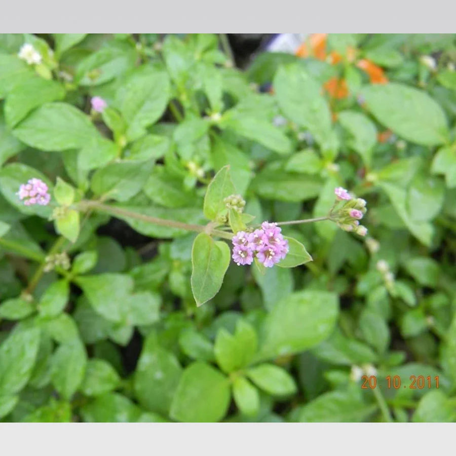 Punarnava Plant, Tamilama / Beshakapore Live Plant