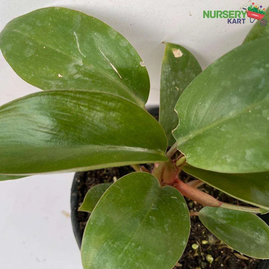 Red Philodendron Plant