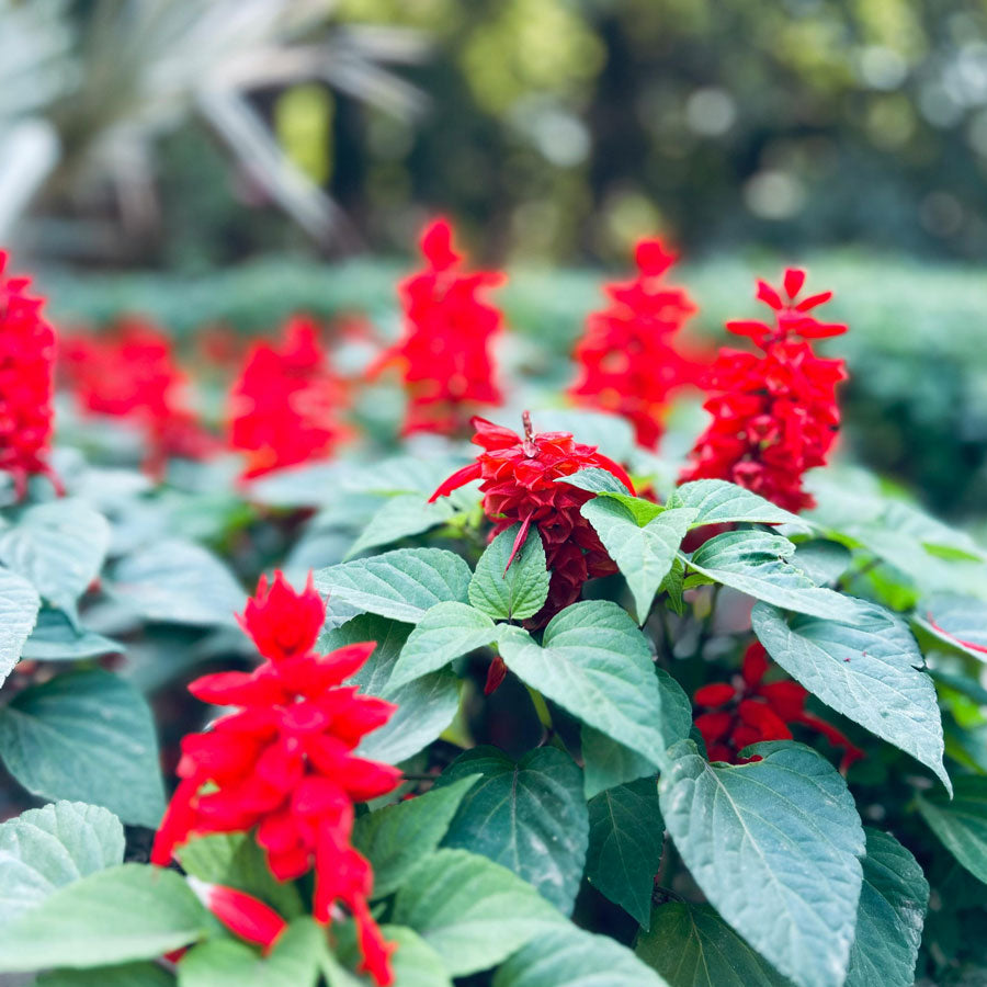 Salvia Plant (Sage)