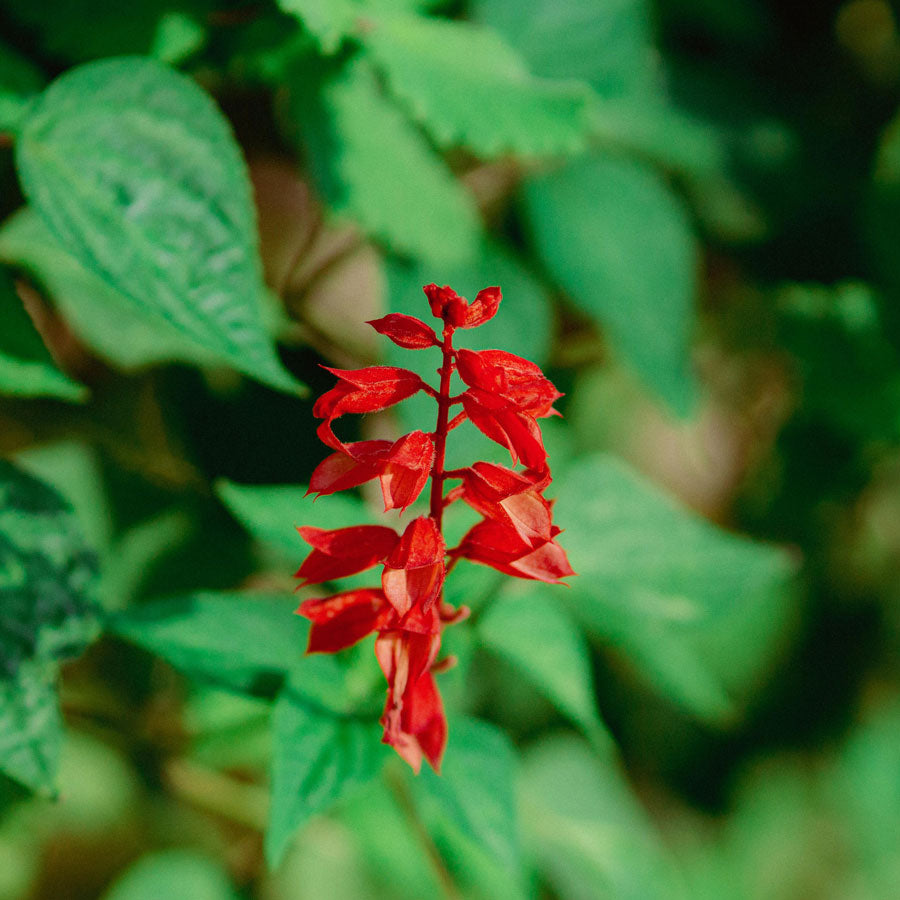 Salvia Plant (Sage)