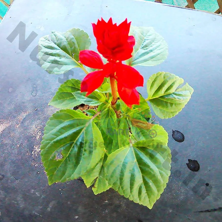 Salvia Plant (Sage)