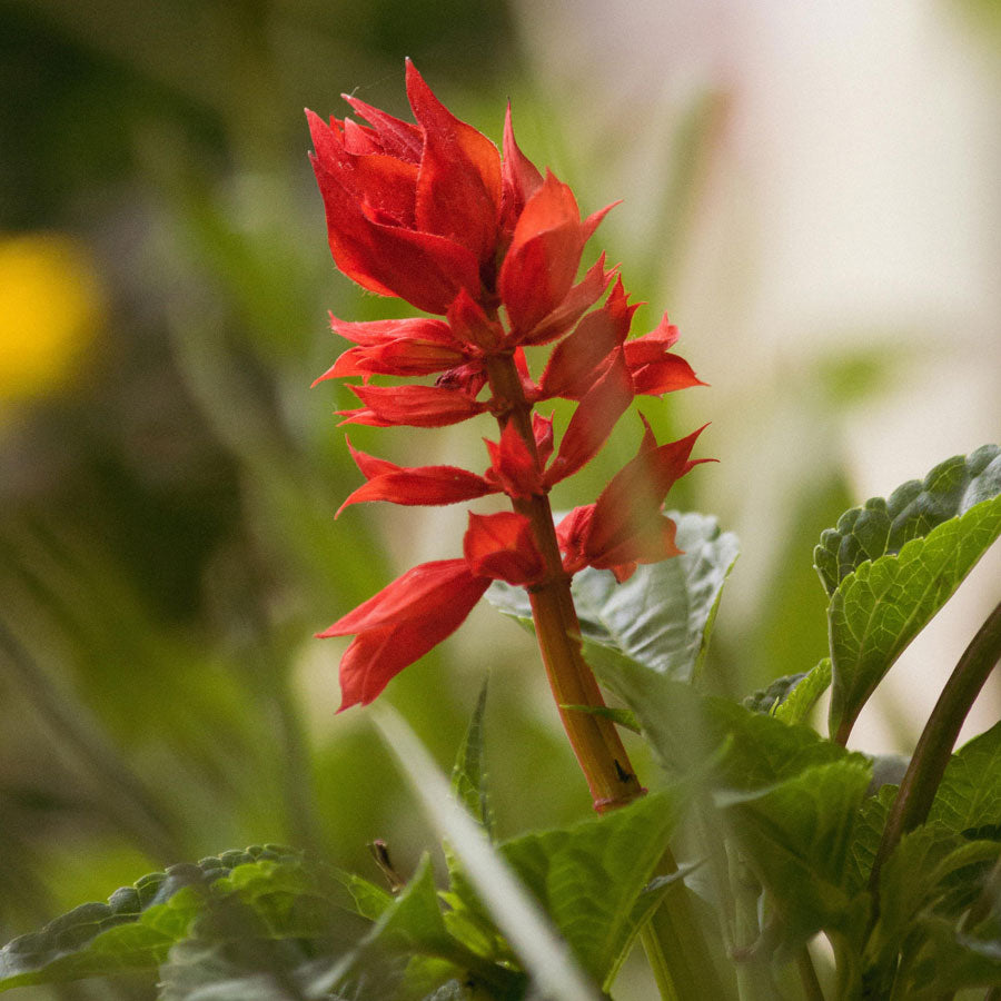 Salvia Plant (Sage)