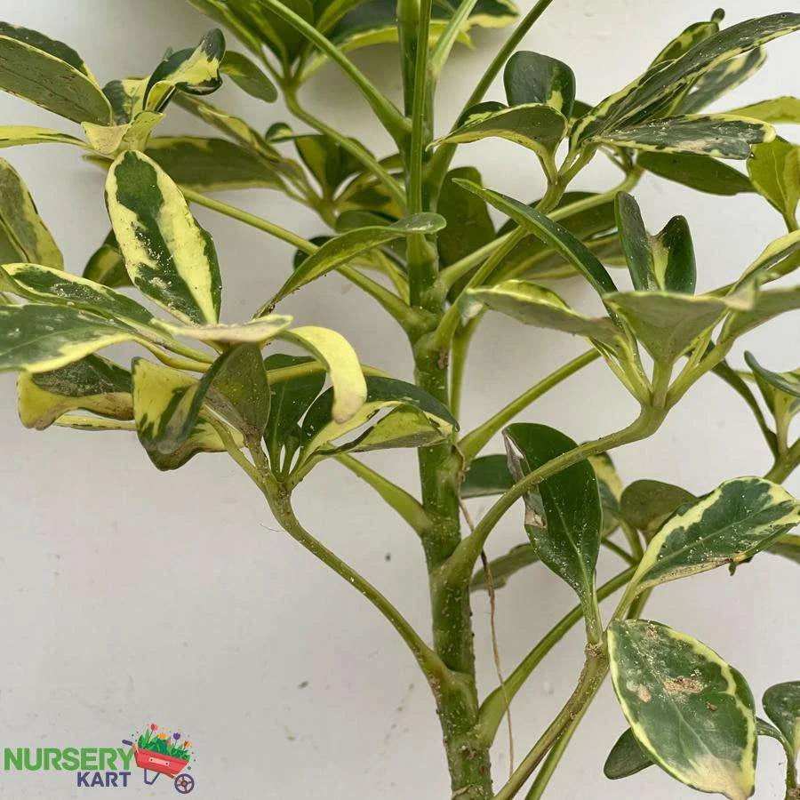 Schefflera Arboricola Plant, Dwarf Umbrella Tree Plant