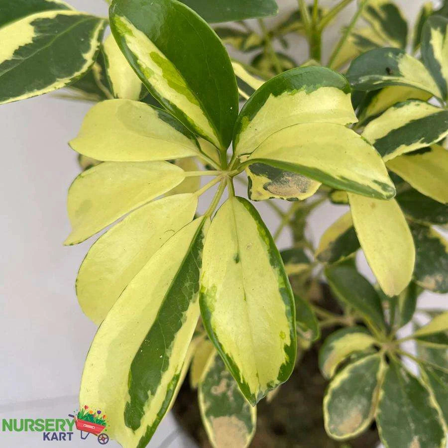 Schefflera Arboricola Plant, Dwarf Umbrella Tree Plant