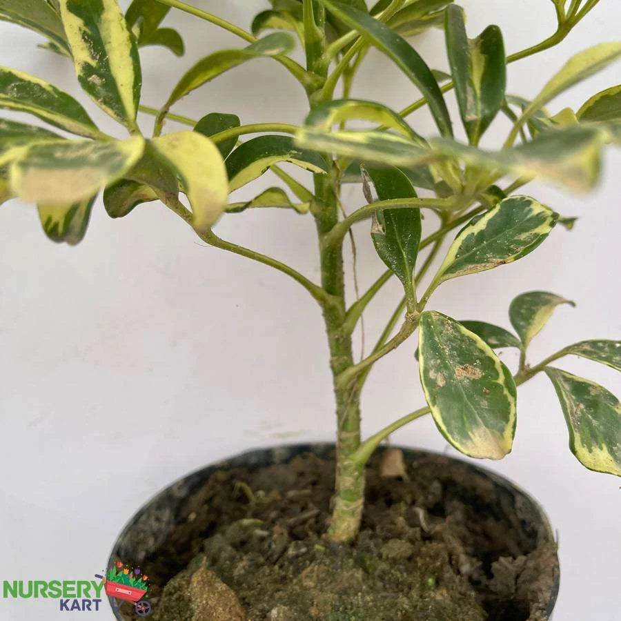 Schefflera Arboricola Plant, Dwarf Umbrella Tree Plant