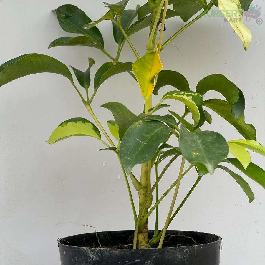 Schefflera Variegated Plant