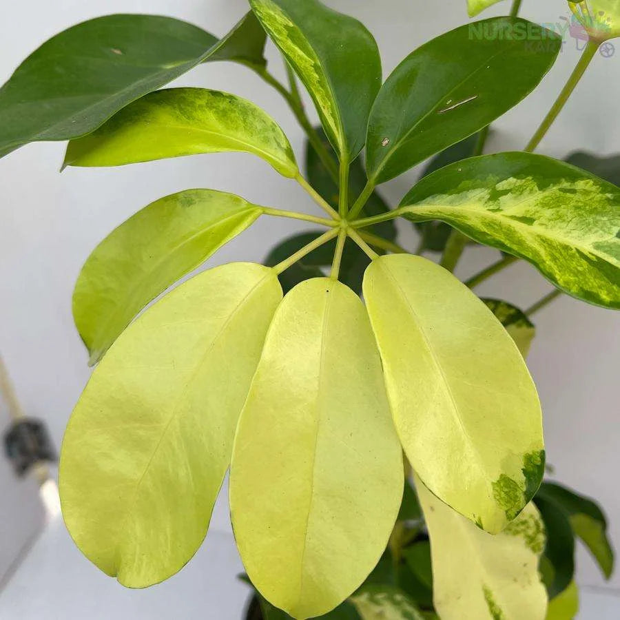 Schefflera Variegated Plant