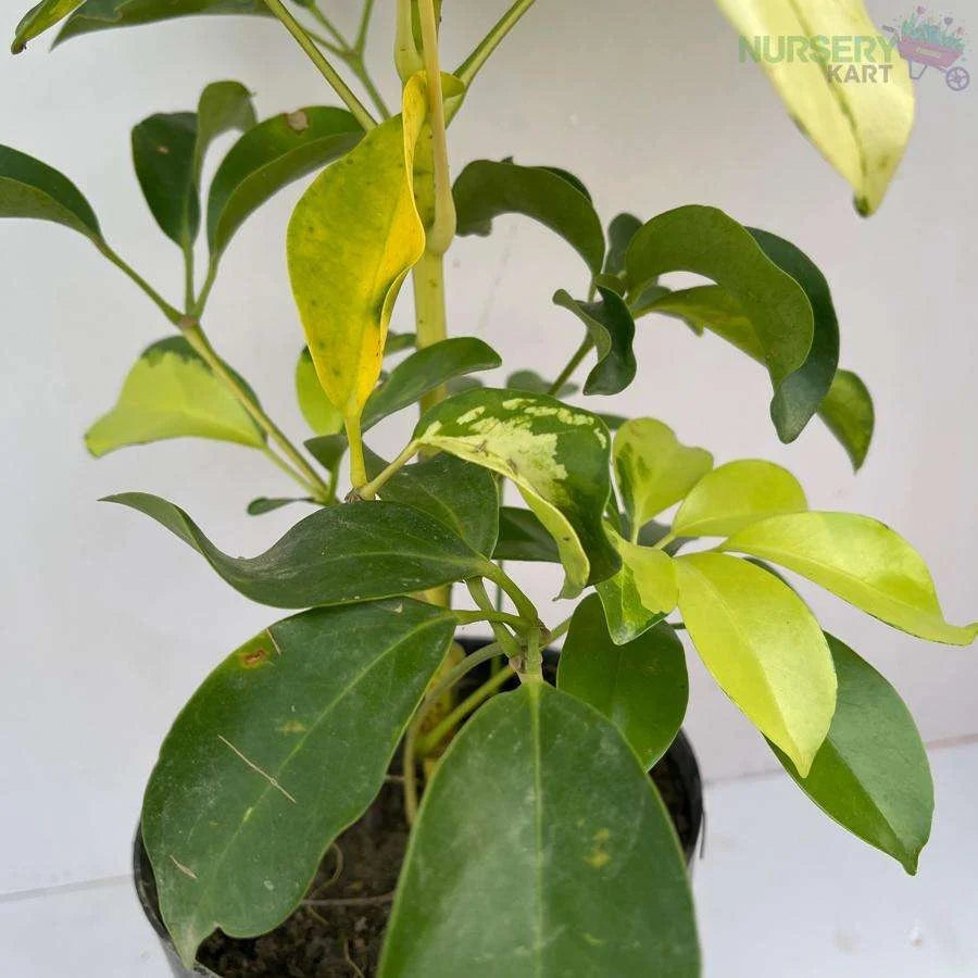 Schefflera Variegated Plant