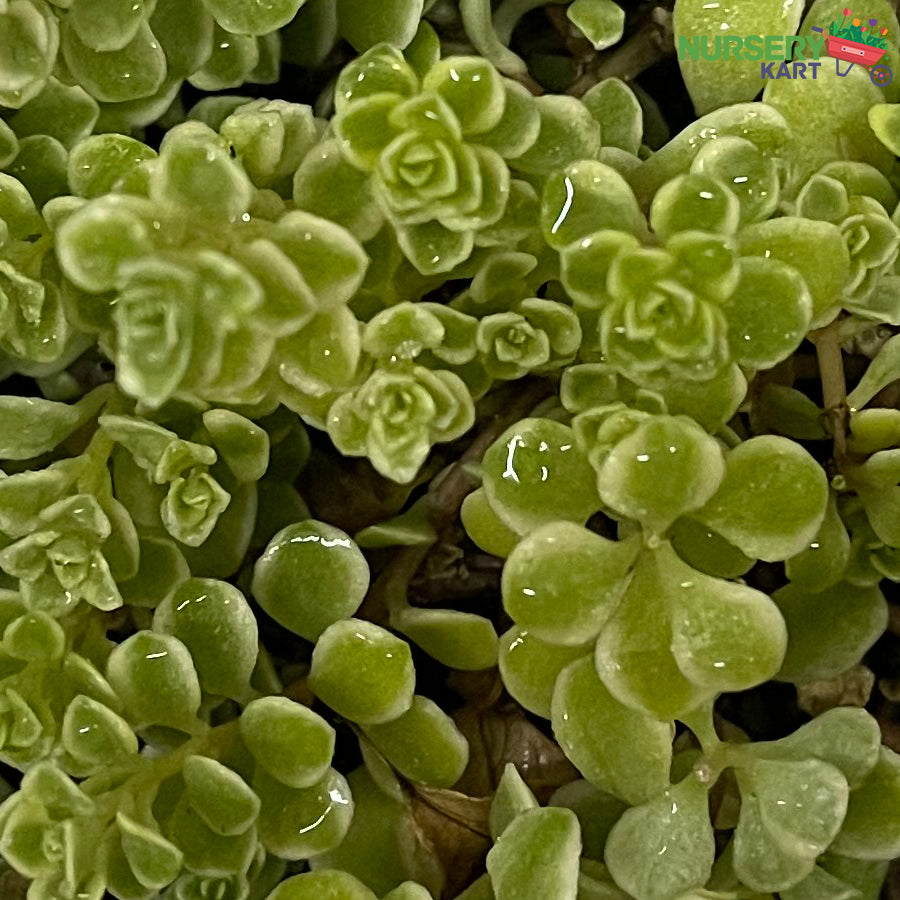 Sedum Makinoi Succulent (Stonecrop)