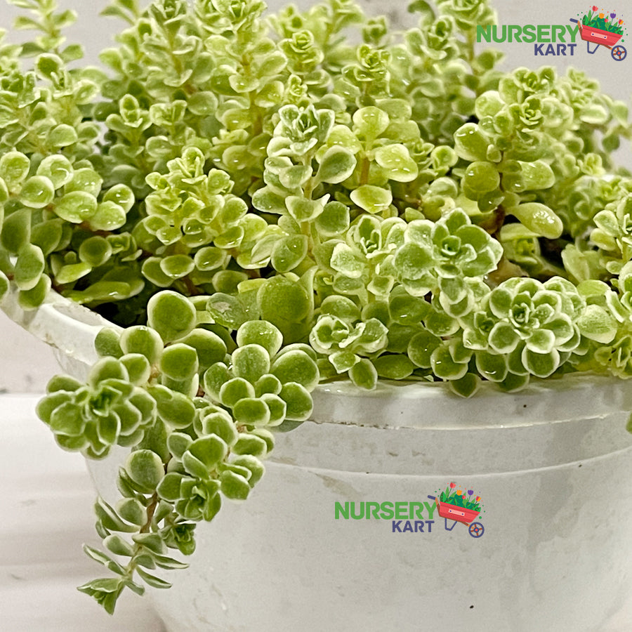 Sedum Makinoi Succulent (Stonecrop)