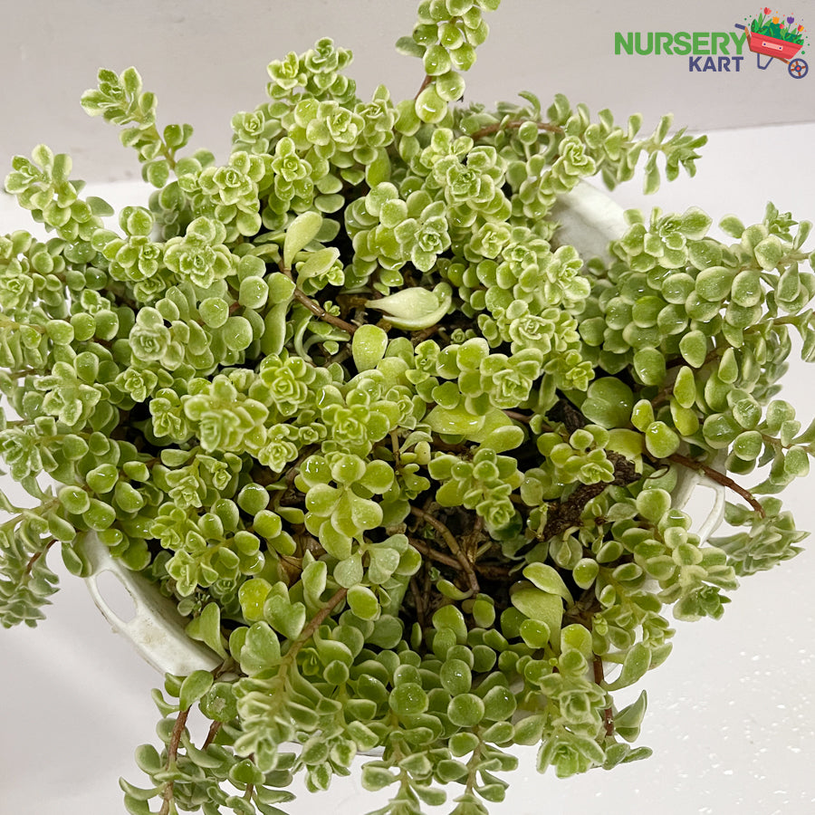 Sedum Makinoi Succulent (Stonecrop)