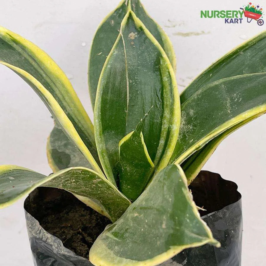 Snake Plant - Sansevieria Golden Hahnii