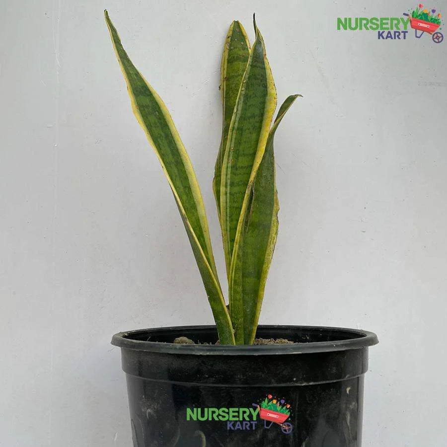 Snake Plant - Sansevieria Yellow Plant