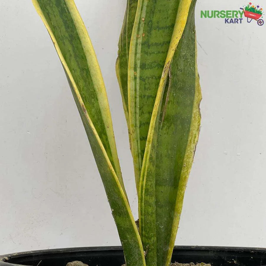 Snake Plant - Sansevieria Yellow Plant