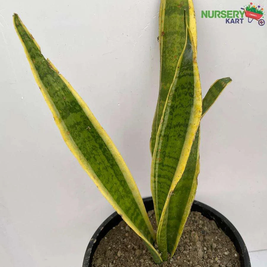 Snake Plant - Sansevieria Yellow Plant