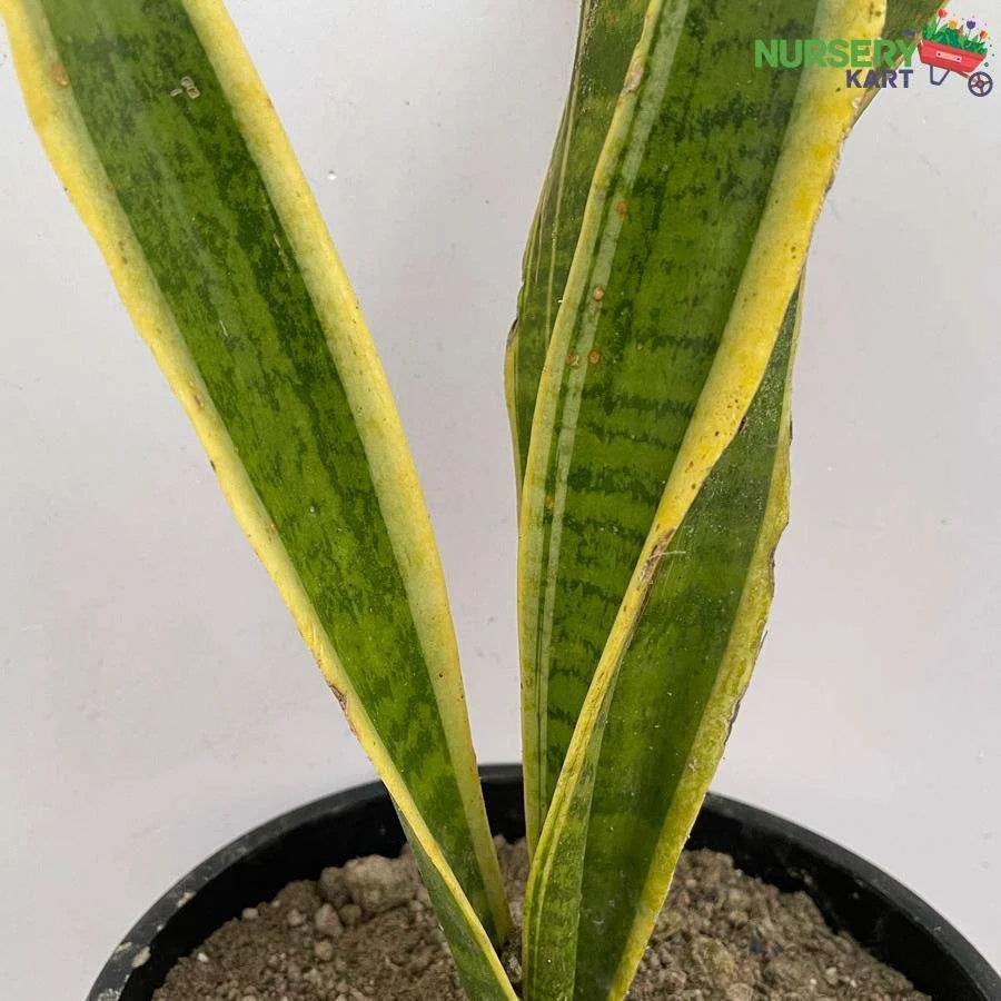 Snake Plant - Sansevieria Yellow Plant