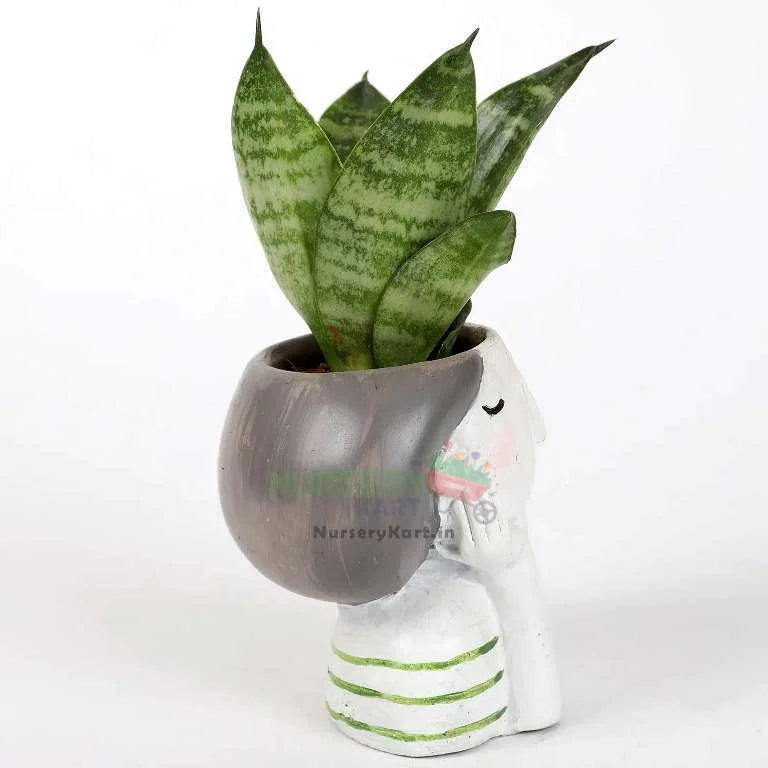 Snakeskin Sansevieria Plant