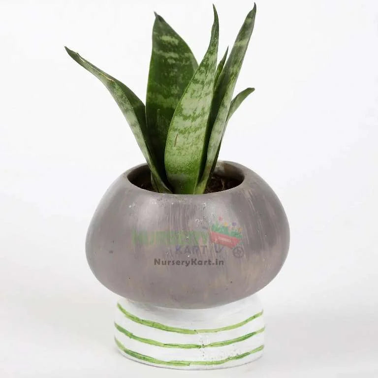 Snakeskin Sansevieria Plant