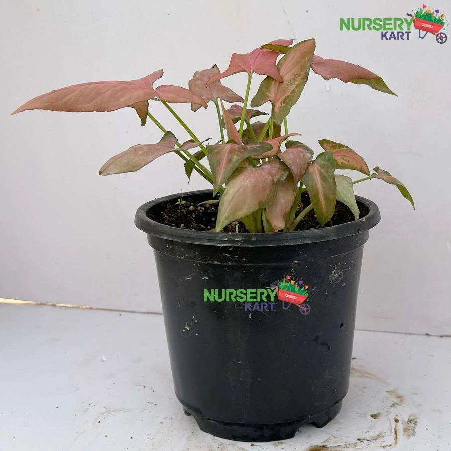 Syngonium Pure Pink Plant