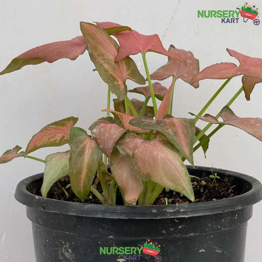 Syngonium Pure Pink Plant