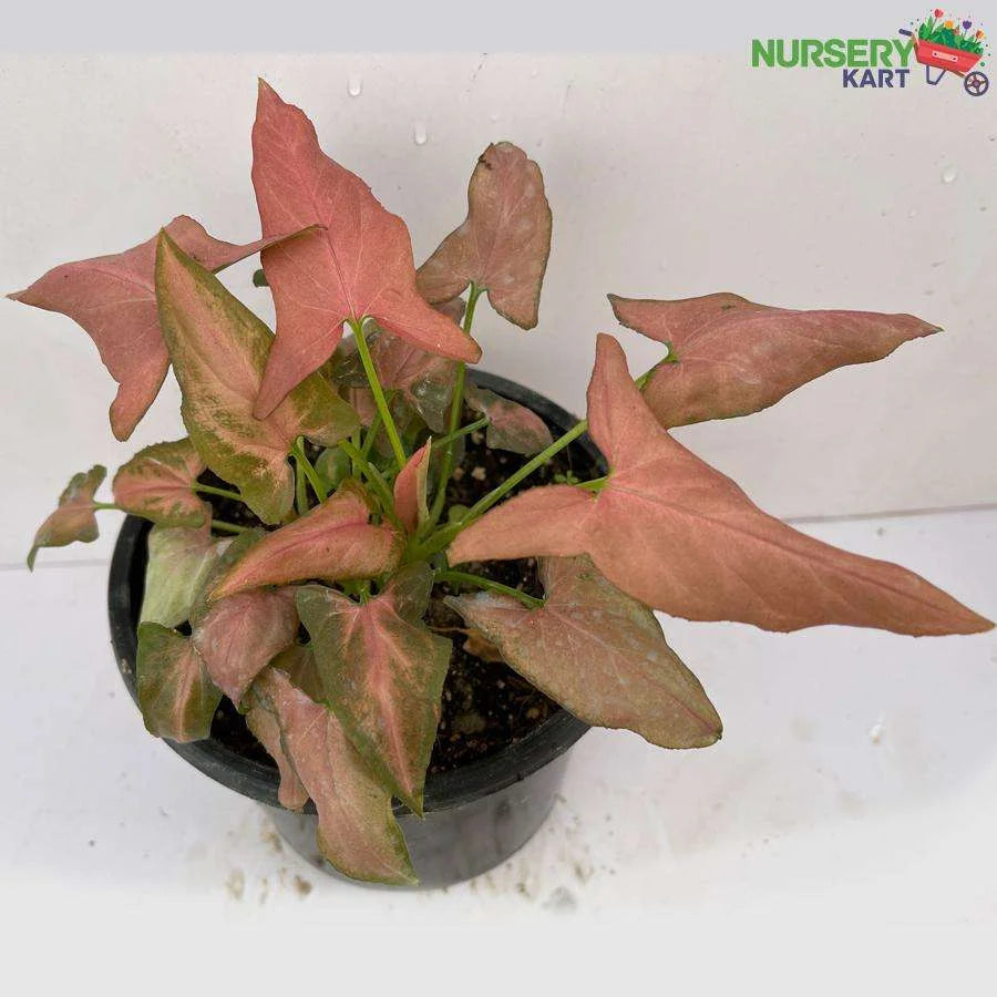 Syngonium Pure Pink Plant