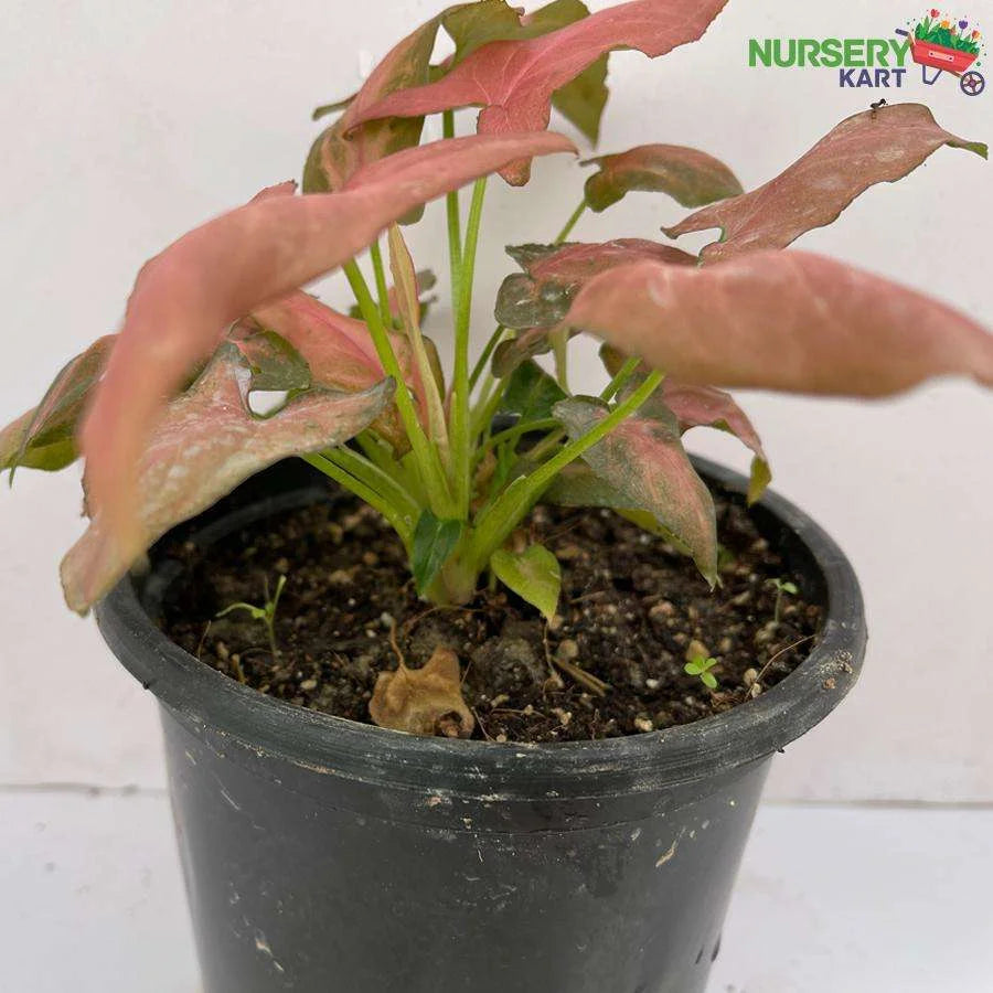 Syngonium Pure Pink Plant