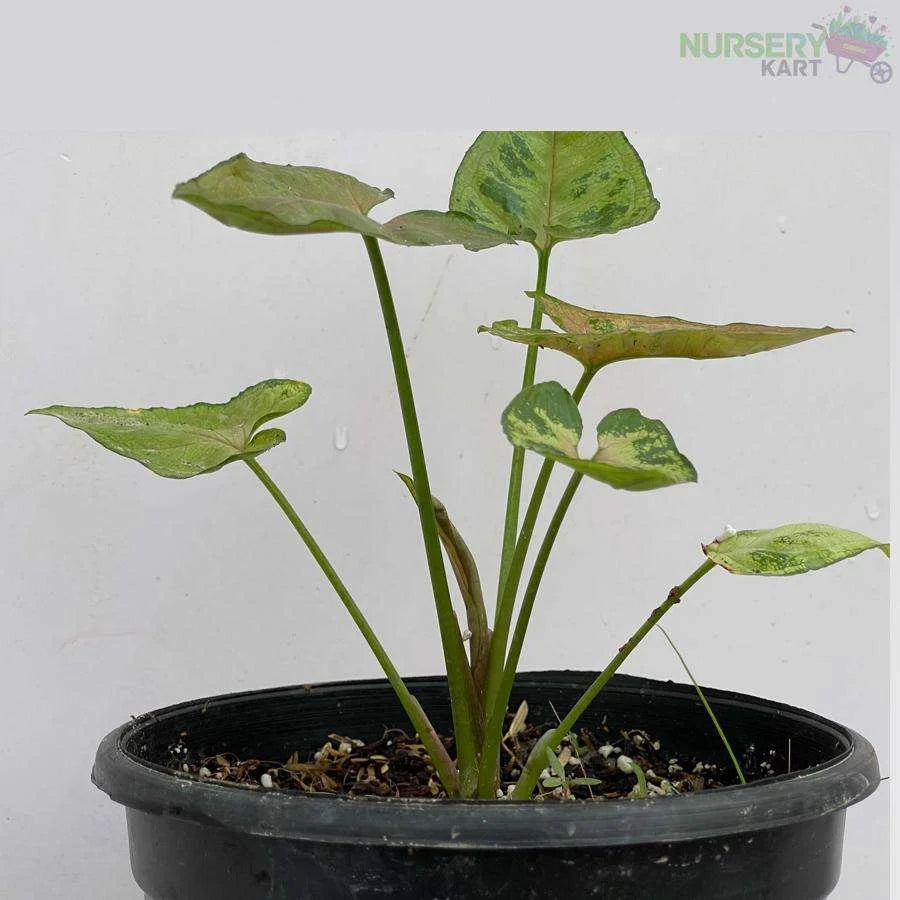 Syngonium Neon Plant - Pink Veins