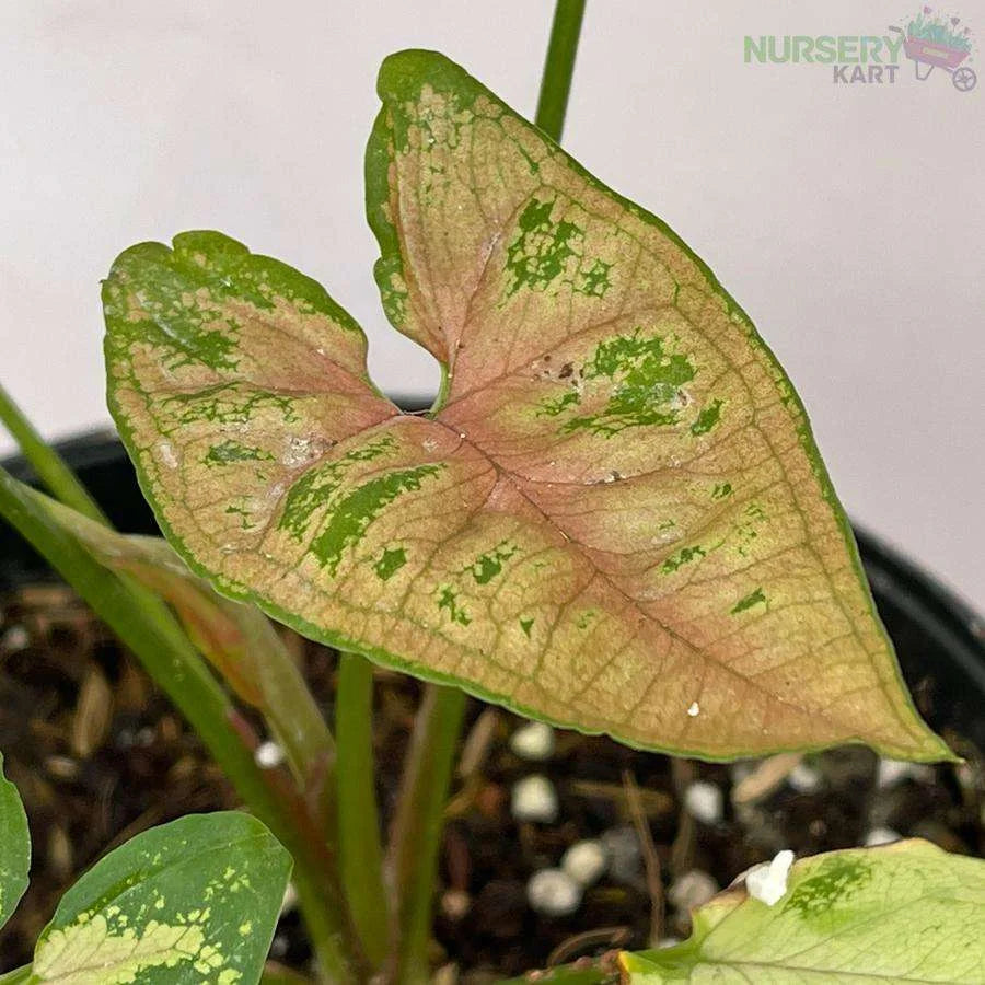 Syngonium Neon Plant - Pink Veins